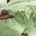 Rhubarb caterpillar