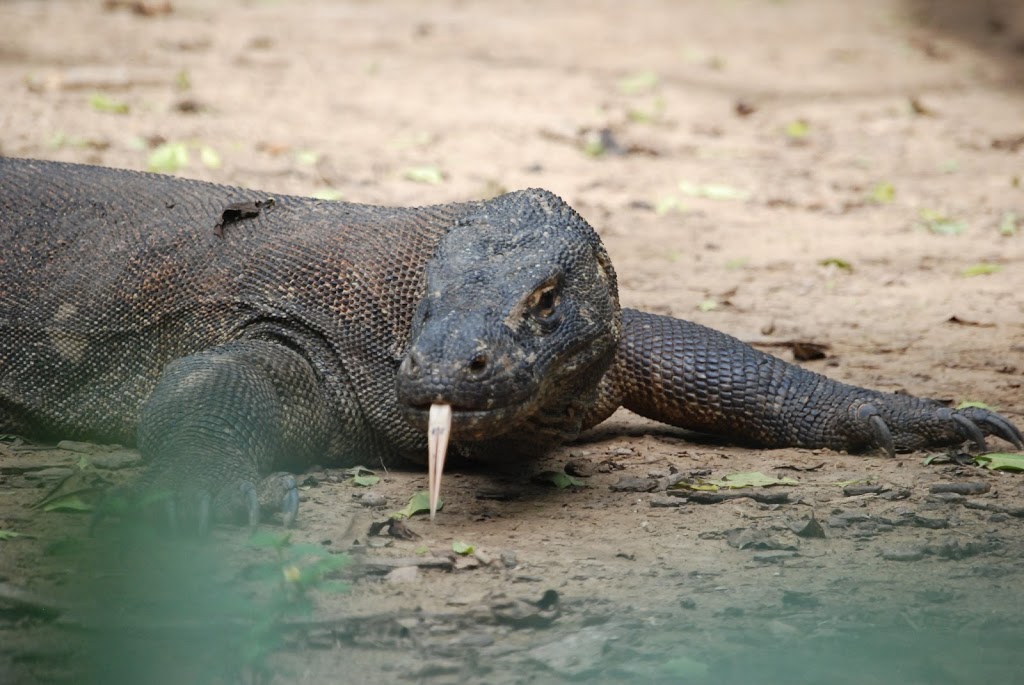chromodo vs comodo dragon 2015 chromodo vs comodo dragon 2015